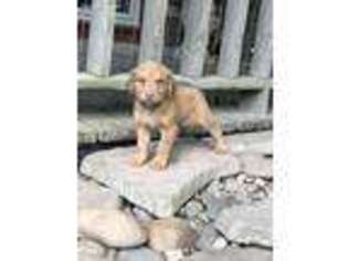 Chesapeake Bay Retriever Puppy for sale in Sevierville, TN, USA