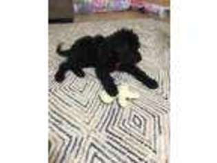 Labradoodle Puppy for sale in MARYSVILLE, CA, USA
