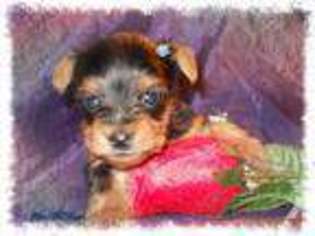 Yorkshire Terrier Puppy for sale in GRASS LAKE, MI, USA