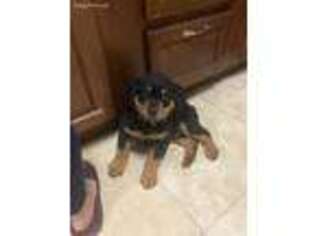 Rottweiler Puppy for sale in National City, CA, USA
