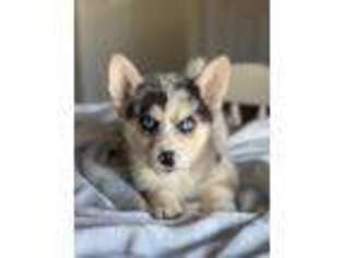 Pembroke Welsh Corgi Puppy for sale in Douglas, GA, USA