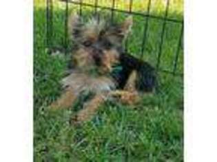 Yorkshire Terrier Puppy for sale in Piney Flats, TN, USA