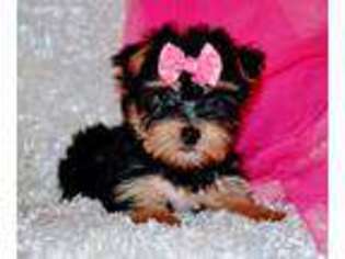Yorkshire Terrier Puppy for sale in Maple Lake, MN, USA
