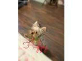 Yorkshire Terrier Puppy for sale in Lewisville, TX, USA