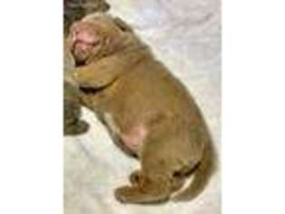 Mutt Puppy for sale in Florahome, FL, USA