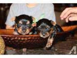 Yorkshire Terrier Puppy for sale in TOMBALL, TX, USA