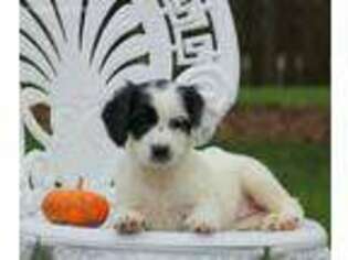 English Springer Spaniel Puppy for sale in Philadelphia, PA, USA