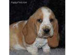 Basset Hound Puppy for sale in Thayer, MO, USA