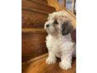 Shih-Poo Puppy for sale in Berlin, CT, USA