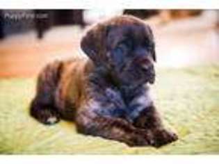 Mastiff Puppy for sale in Marana, AZ, USA