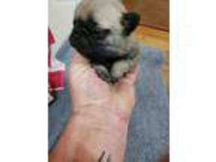 Pug Puppy for sale in Glencoe, KY, USA