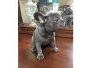 French Bulldog Puppy for sale in Flushing, NY, USA