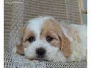 Cavapoo Puppy for sale in Celina, OH, USA