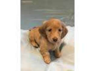 Dachshund Puppy for sale in Suffolk, VA, USA