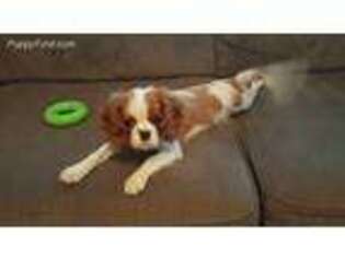 Cavalier King Charles Spaniel Puppy for sale in Tampa, FL, USA