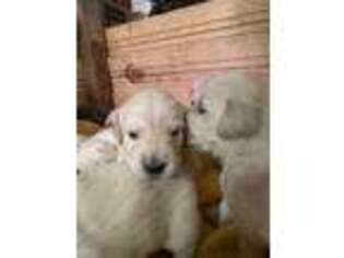Golden Retriever Puppy for sale in North Bend, OR, USA