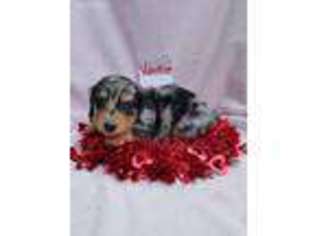 Dachshund Puppy for sale in Louisa, VA, USA