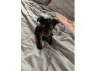 Yorkshire Terrier Puppy for sale in Franklinton, NC, USA