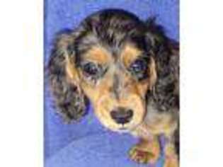 Dachshund Puppy for sale in Groveland, FL, USA