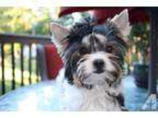 Biewer Terrier Puppy for sale in BELCHERTOWN, MA, USA