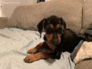 Rhodesian Ridgeback Puppy for sale in Bakersfield, CA, USA