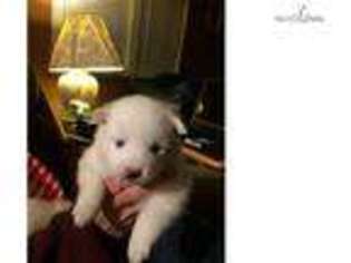 American Eskimo Dog Puppy for sale in Beaumont, TX, USA