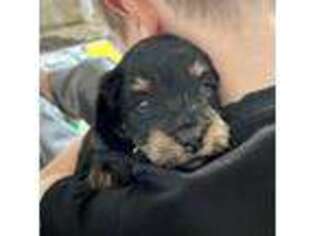 Mutt Puppy for sale in Winchester, TN, USA