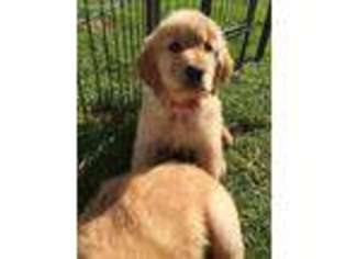 Golden Retriever Puppy for sale in Lansing, MI, USA