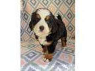 Bernese Mountain Dog Puppy for sale in Durant, OK, USA