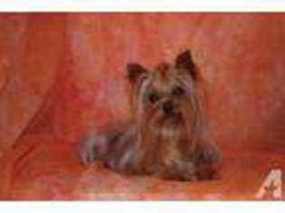 Yorkshire Terrier Puppy for sale in CHOCTAW, OK, USA