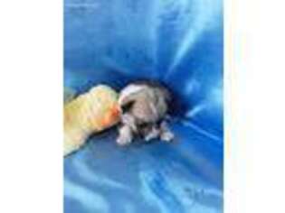 Pembroke Welsh Corgi Puppy for sale in Dayton, TN, USA