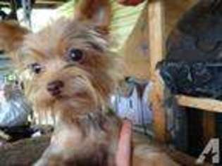 Yorkshire Terrier Puppy for sale in COMMERCE, GA, USA