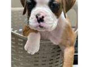 Boxer Puppy for sale in Apple Valley, CA, USA