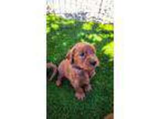 Goldendoodle Puppy for sale in Concord, CA, USA