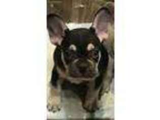 French Bulldog Puppy for sale in Sheboygan Falls, WI, USA