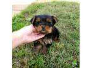 Yorkshire Terrier Puppy for sale in Monroe, NC, USA