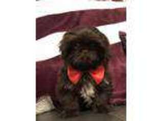 Mutt Puppy for sale in Hillsboro, KY, USA