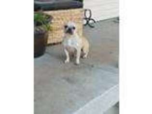 French Bulldog Puppy for sale in Nixa, MO, USA