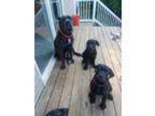 Cane Corso Puppy for sale in Imperial, MO, USA