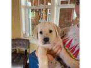 Labrador Retriever Puppy for sale in Dallas, OR, USA