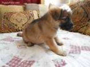 German Shepherd Dog Puppy for sale in Hammonton, NJ, USA