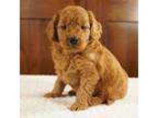 Mutt Puppy for sale in Hull, IA, USA