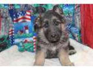 German Shepherd Dog Puppy for sale in Mansfield, MO, USA