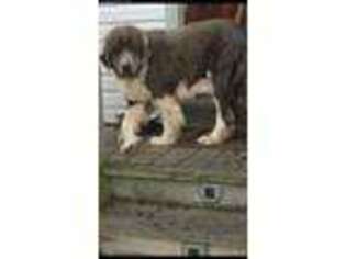 Newfoundland Puppy for sale in Palmyra, MI, USA