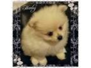 Pomeranian Puppy for sale in Westland, MI, USA