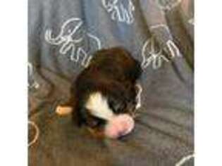Bernese Mountain Dog Puppy for sale in Halsey, OR, USA