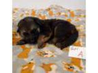 German Shepherd Dog Puppy for sale in Brownfield, TX, USA