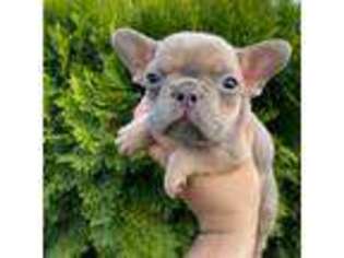 French Bulldog Puppy for sale in Yakima, WA, USA