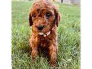 Goldendoodle Puppy for sale in Edinburg, TX, USA
