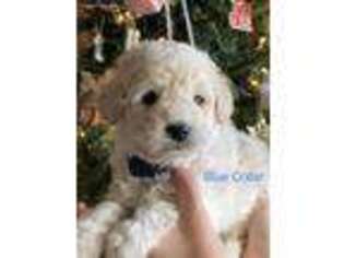 Goldendoodle Puppy for sale in Flagstaff, AZ, USA